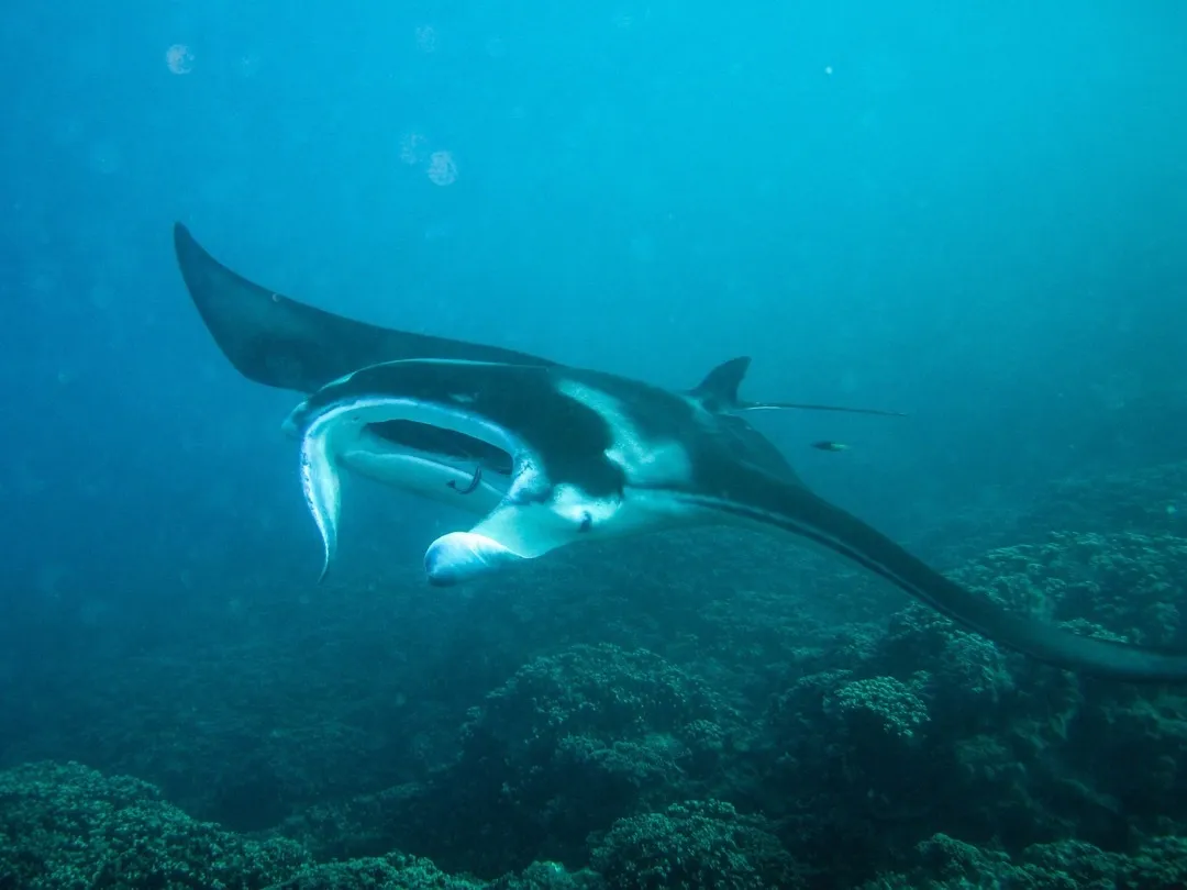 ray front