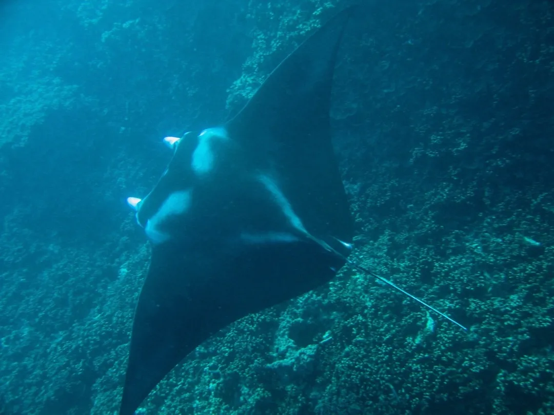ray top