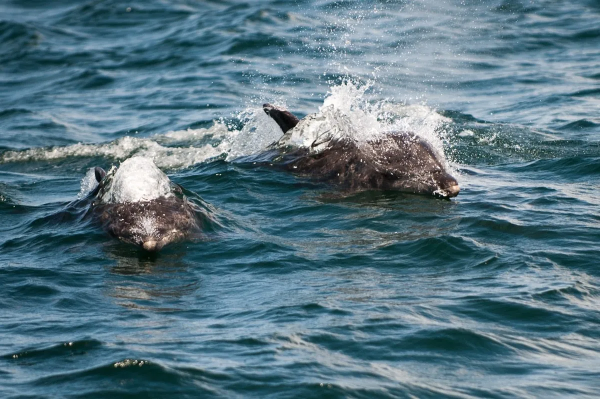 dolphins