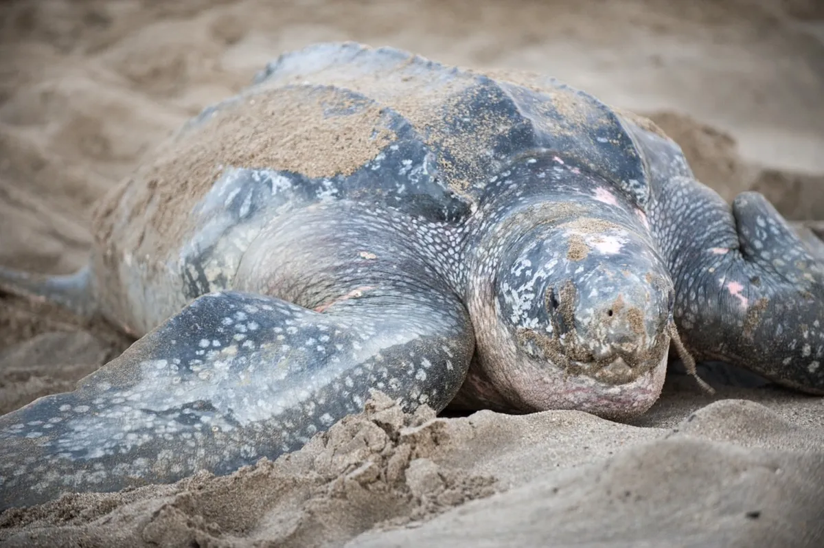 leatherback