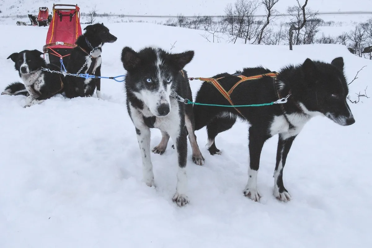 dogs in the snow
