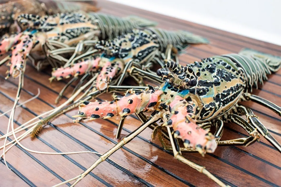 lobster