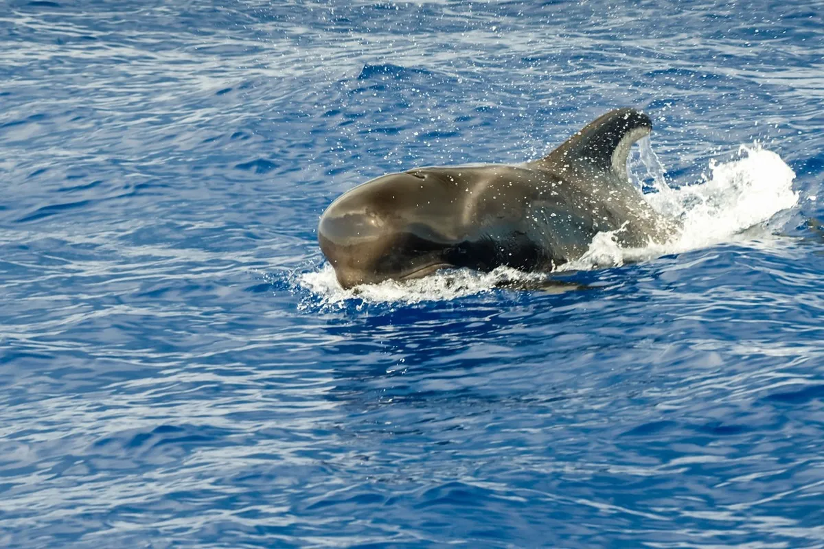 pilot whale