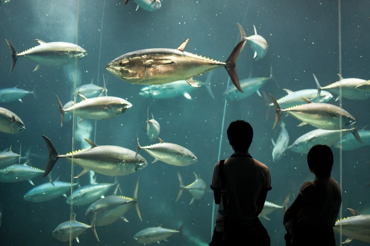 tuna