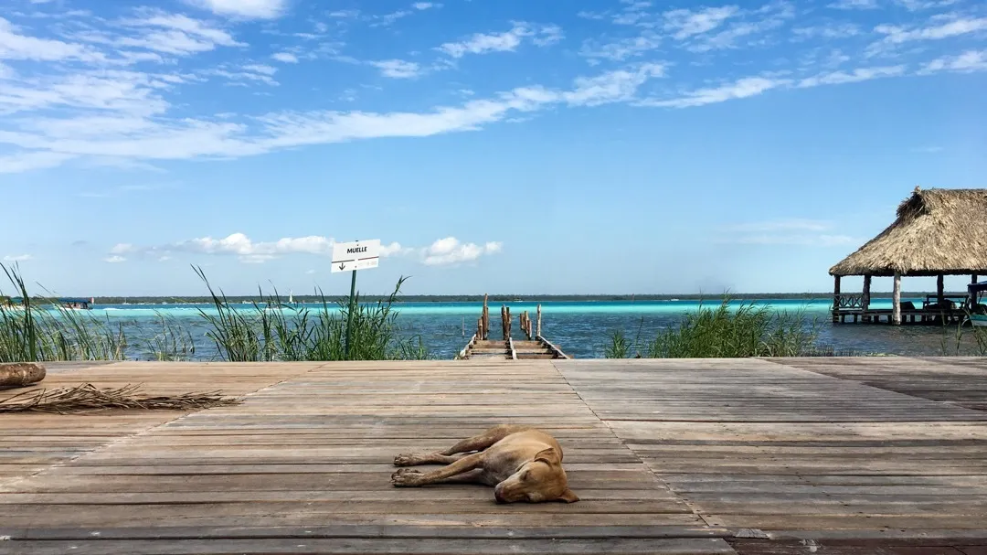 dog