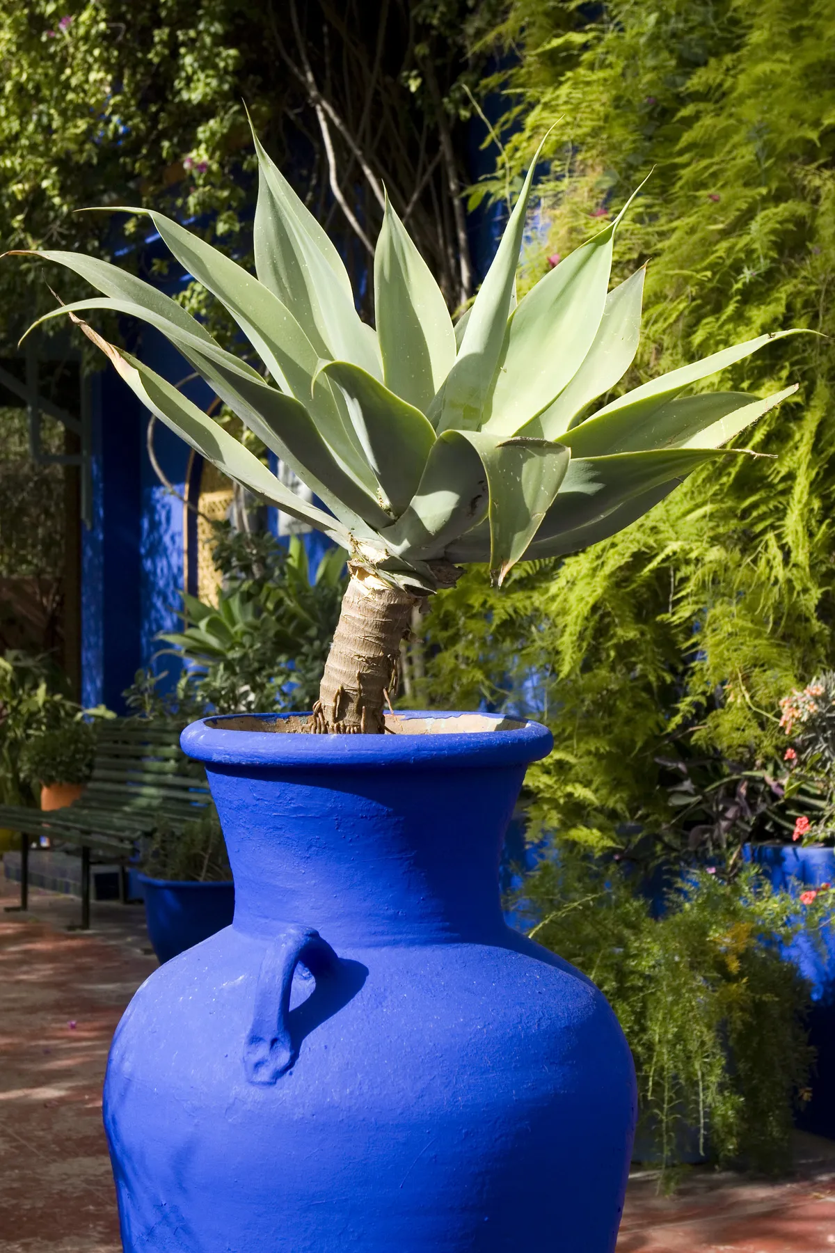 blue pot