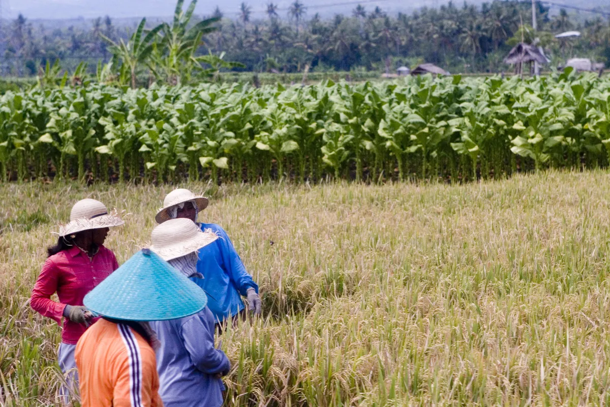 rice field