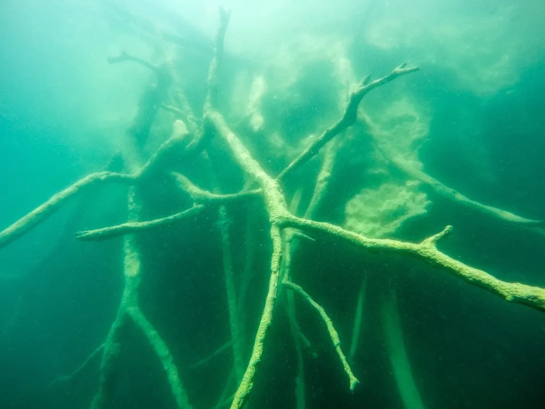roots