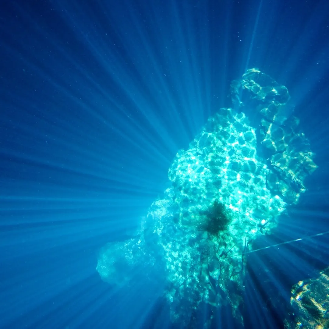 shimmer